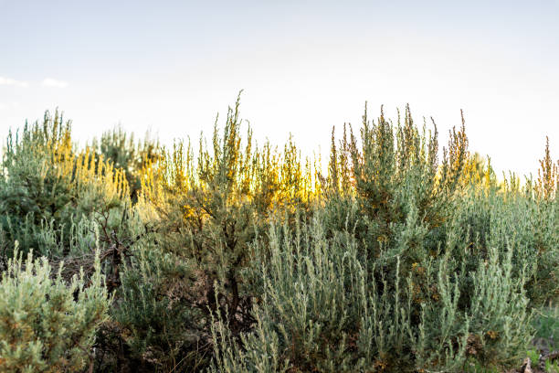 вид на закат через траву зеленых пустынных растений в долине ранчос-де-таос и зеленый пейзаж летом с солнечным светом - ranchos de taos стоковые фото и изображения