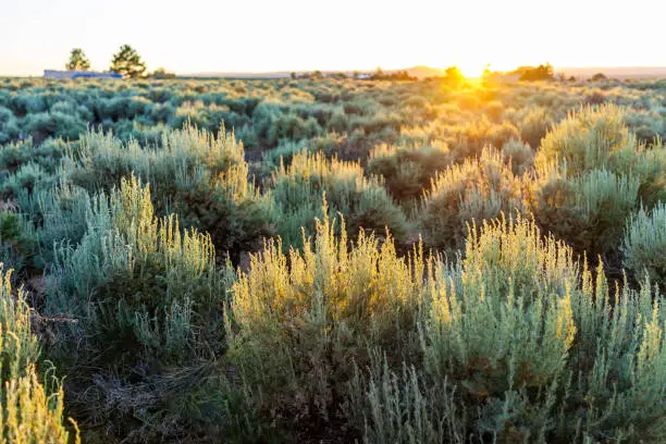 View of sunset sun through grass green desert sage brush plants in Ranchos de Taos valley and green landscape in summer with sunlight