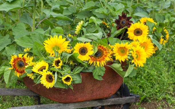 istock Cut Sunflowers in a Wheelbarrow 1168491539
