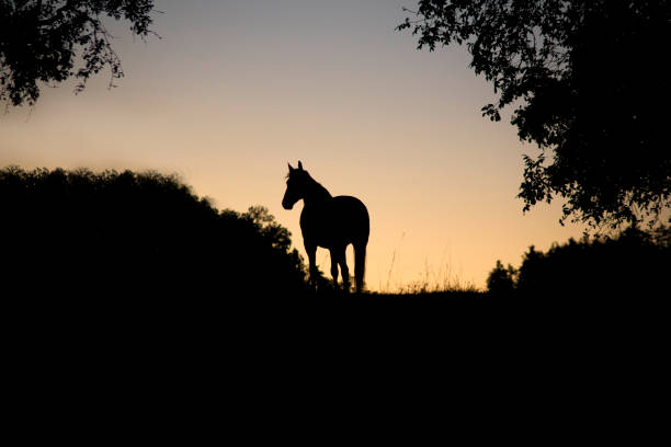 Horse backlight silhouette in sunset stock photo