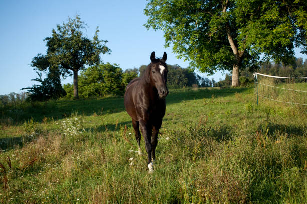 istock Proud black stallion run free in meadow front view 1168491601