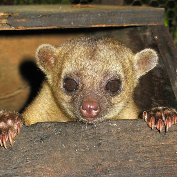 istock Cute Kinkajou at zoo 1168491617