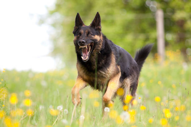 Aggressive german shepard dor run close with opened mouth and show teeth frontal stock photo