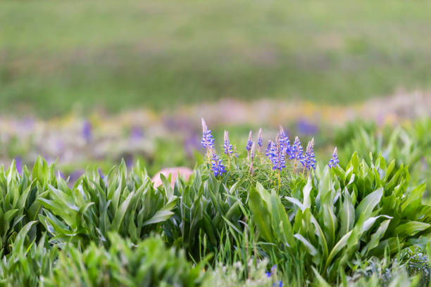 beaucoup de petites fleurs de lupin bleu pourpre sur le sentier de randonnée snodgrass dans la ville appelée crested butte, colorado célèbre pour les fleurs sauvages - wildflower flower colorado lupine photos et images de collection