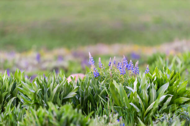 wiele małych fioletowy niebieski łubin kwiaty na szlaku turystycznym snodgrass w mieście o nazwie crested butte, colorado słynie z kwiatów - wildflower flower colorado lupine zdjęcia i obrazy z banku zdjęć