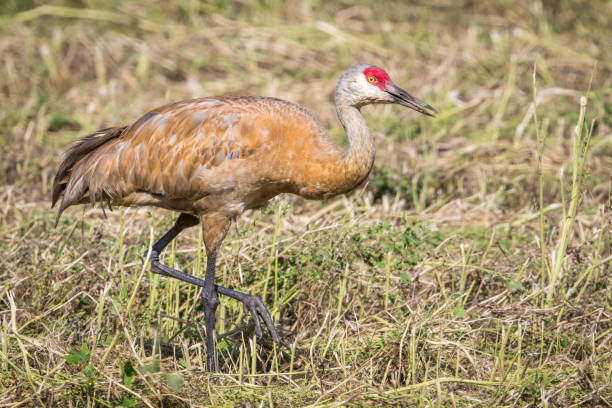 istock Lesser Sandhill Crane Walking in a Grass Field 1168491778