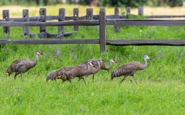 Lesser Sandhill Crane Family