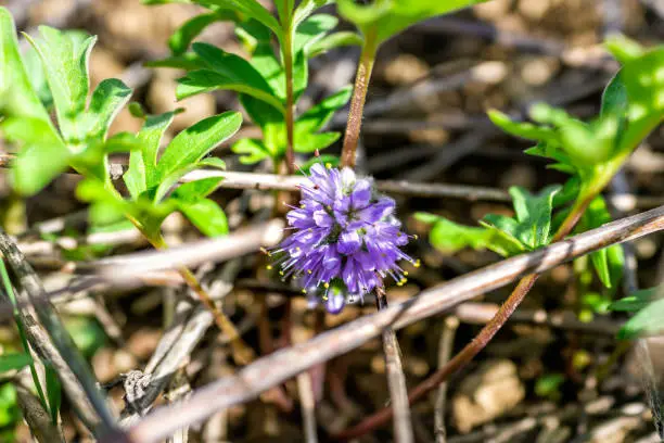 Macro closeup of Ballhead waterleaf flower with purple color on hiking trail in town called Crested Butte, Colorado famous for wildflowers