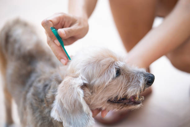 donna da vicino che applica il trattamento di prevenzione delle zecche e delle pulci e la medicina al suo cane o animale domestico - vet veterinary medicine puppy dog foto e immagini stock