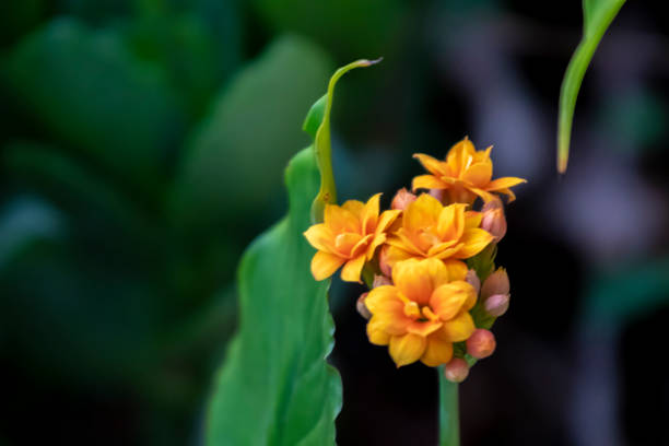 istock Flowers and plants 1168492493