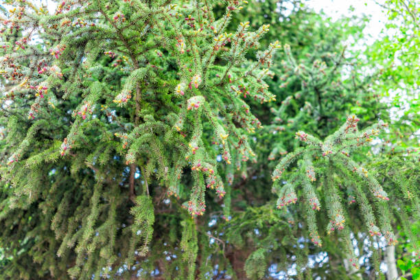 crested butte, colorado bajo ángulo de pino con pequeños conos jóvenes en el centro de la ciudad en verano - spruce tree colorado blue blue spruce fotografías e imágenes de stock