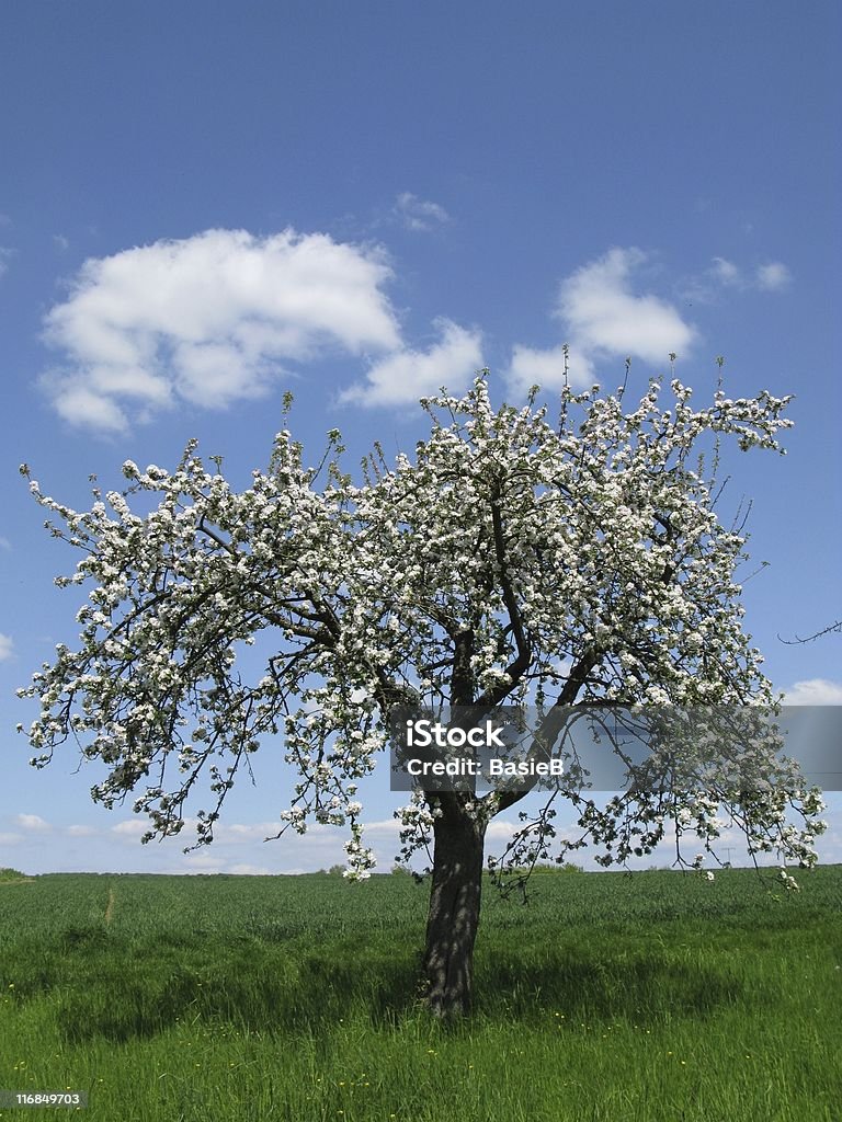 リンゴの木の花 - リンゴの木のロイヤリティフリーストックフォト