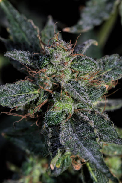 istock Trainwreck strain cannabis flower 1168497477