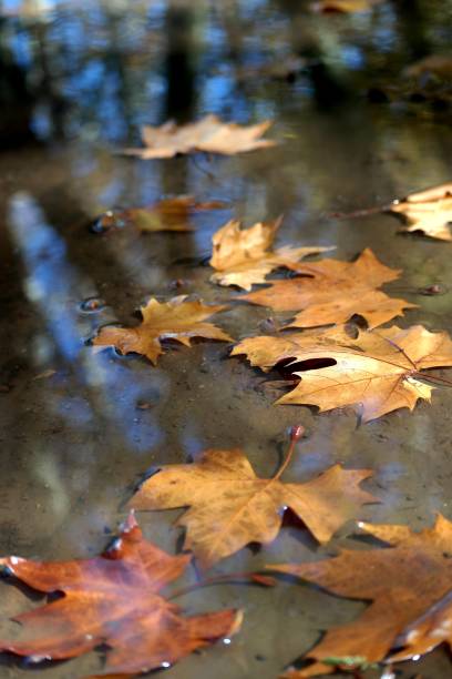 istock the beauty of autumn 1168498735