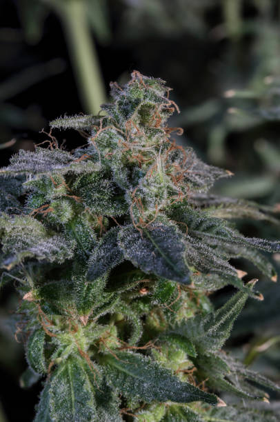 istock Trainwreck strain cannabis flower 1168498745
