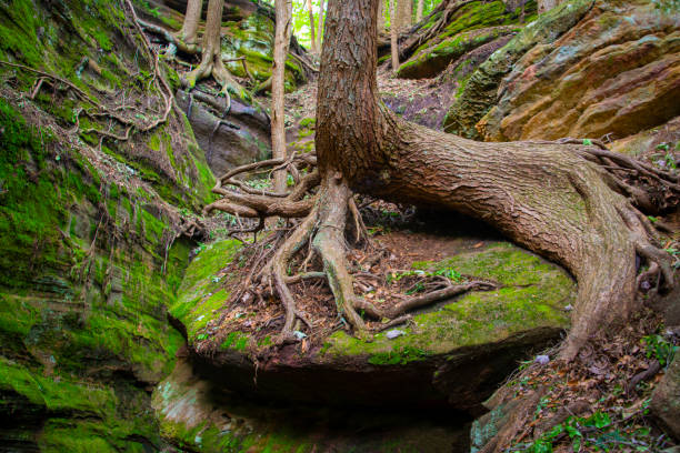 istock A tree suspended on an incline on boulders hanging on by huge roots 1168499758