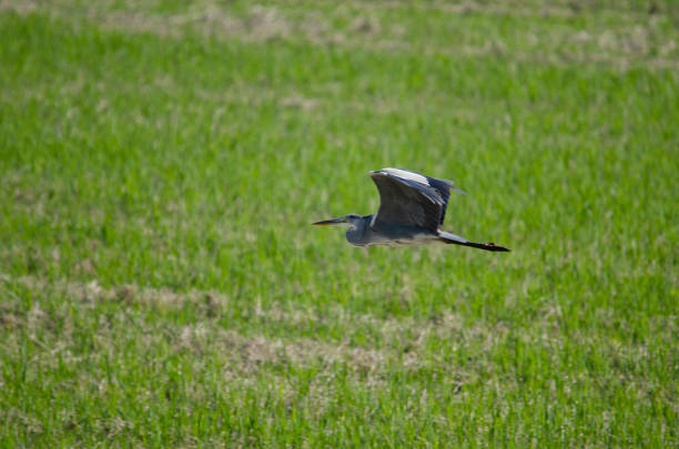 istock Gray heron flying in Izunuma, Miyagi prefecture, Japan 1168501405