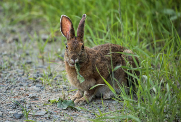 Snowshoe Hare, Northern Maine stock photo