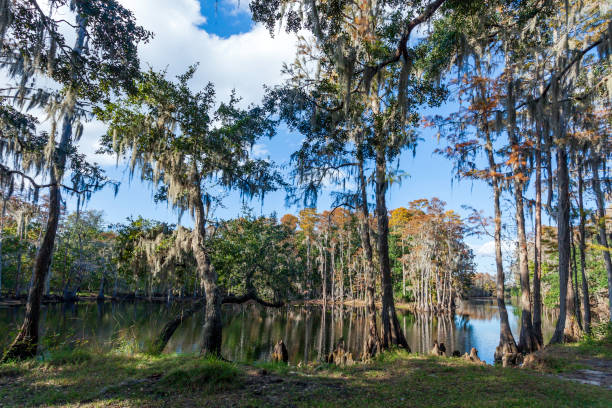 istock Late Fall still offers Cypress Tree Reflections on Shingle Creek in Kissimmee, Florida 1168503230