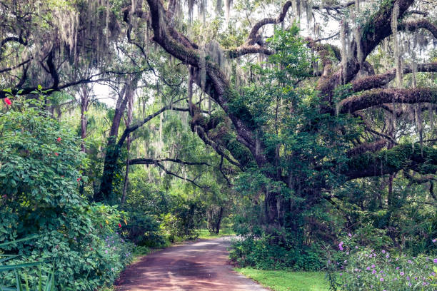 istock Winding dirt road surrounded by lush vegetation and old oak trees with Spanish Moss 1168503355