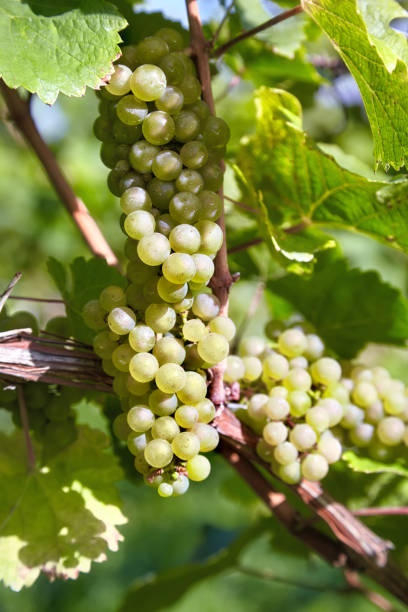istock Close-up on sweet and tasty white grape bunches on the grapevine 1168504028