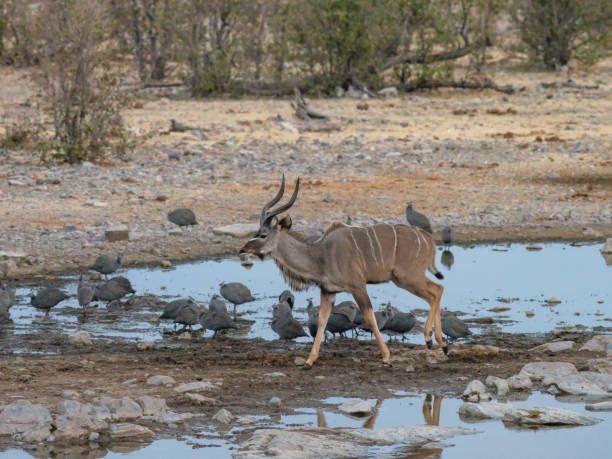 istock Greater Kudu walking in a waterhole 1168506085