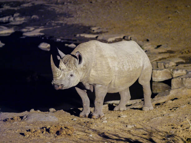 istock Black Rhinoceros at floodlight waterhole 1168506087