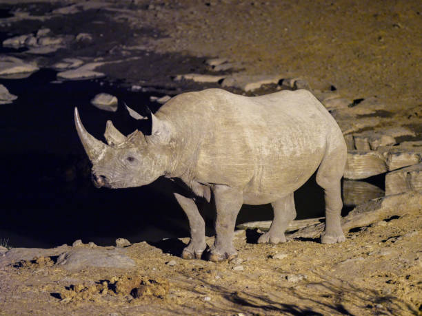 istock Black Rhinoceros at floodlight waterhole 1168506088