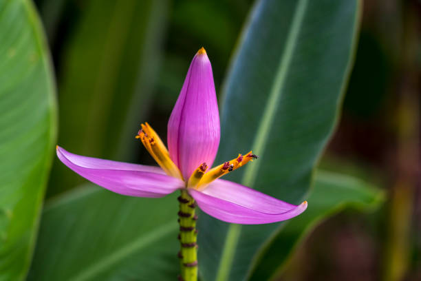 Banana flower, masa rubra flower