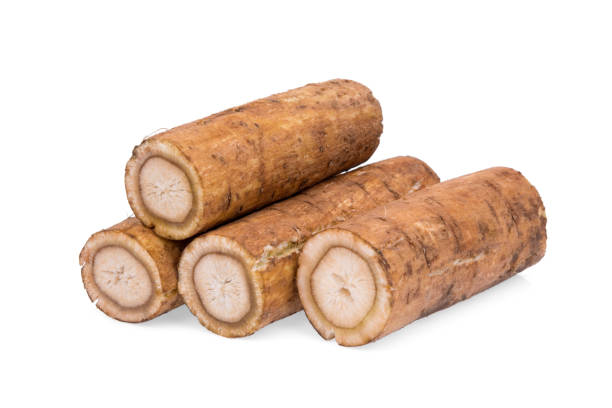 istock burdock roots or kobo isolated on white background 1168507045