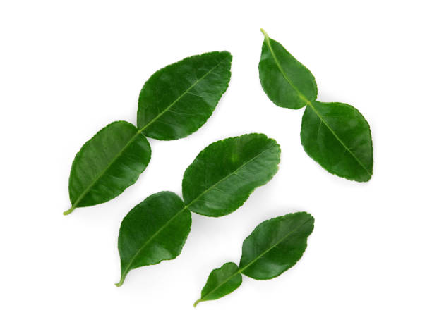 istock bergamot leaf isolated on white background, top view, flat lay 1168507182
