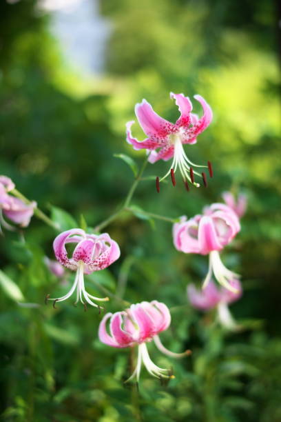 istock (soft focus) Pink tiger lily or Lilium Stargazer 1168507248