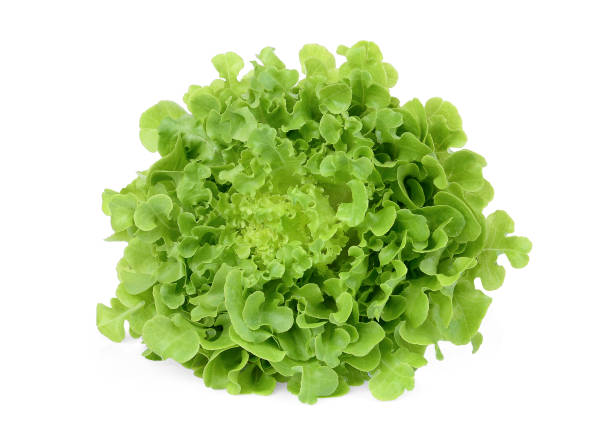 istock fresh green oak lettuce isolated on white background 1168507285