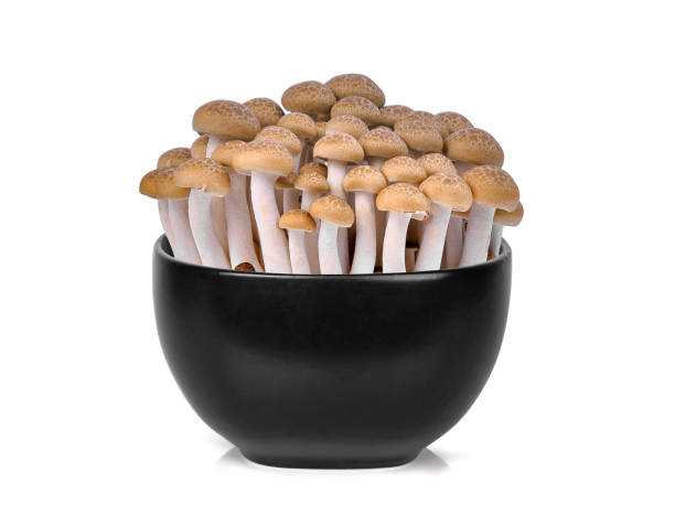 fresh brown shimeji mushroom, beech mushrooms or edible mushroom in the black bowl isolated on white background fresh brown shimeji mushroom, beech mushrooms or edible mushroom in the black bowl isolated on white background buna shimeji stock pictures, royalty-free photos & images