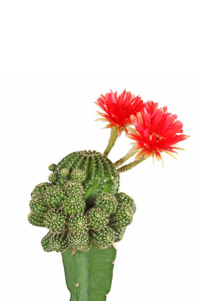 istock Bloom red flowers of Lobivia cactus 1168508111