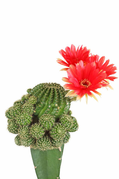 istock Bloom red flowers of Lobivia cactus 1168508116