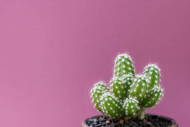 istock Closeup cactus on pink background. 1168508262