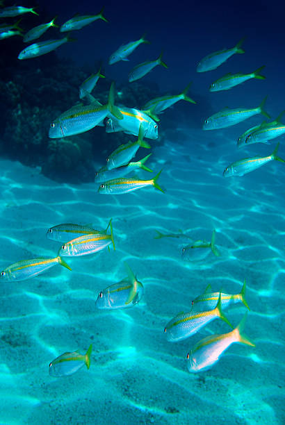 istock Mullets in the Red Sea 116850940