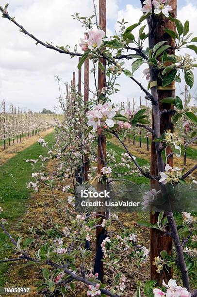 Яблоневый Сад Весной — стоковые фотографии и другие картинки Апрель - Апрель, Без людей, Белый