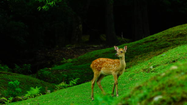 istock Deer at Park, Nara, Japan 1168509633