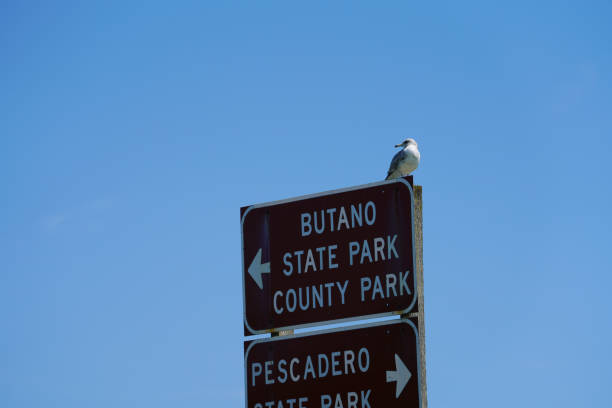 istock Seabirds on the California coast. 1168511779