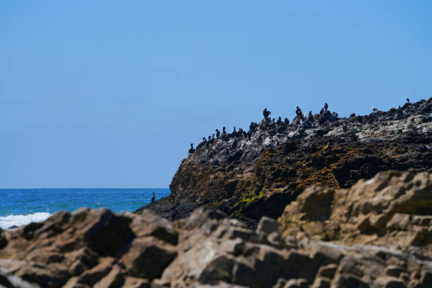 istock Seabirds on the California coast. 1168511788