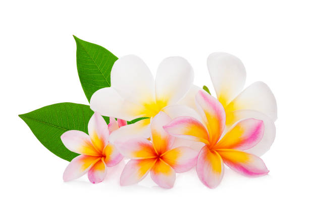 istock frangipani flower with leaf isolated on white background 1168512021