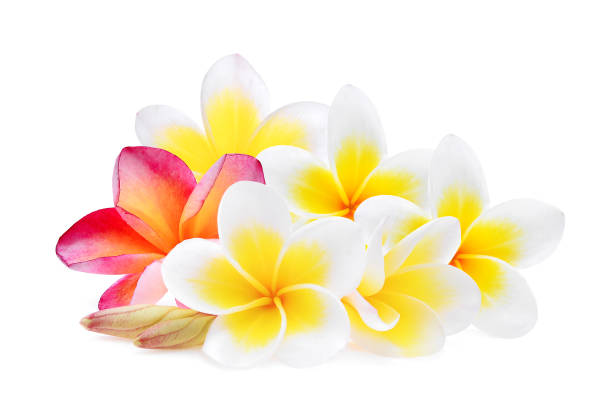 istock white and pink frangipani (plumeria) flower isolated on white background 1168512577
