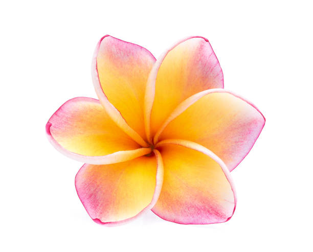 single frangipani flower isolated on white background single frangipani flower isolated on white background tropical blossom stock pictures, royalty-free photos & images