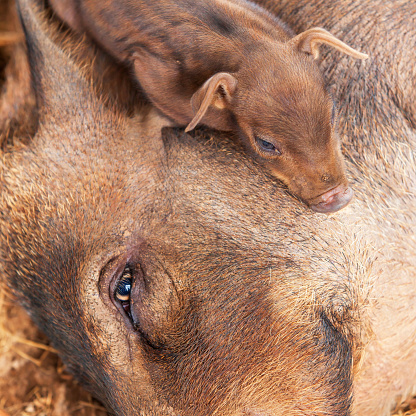 Cute a little piglet sleeping on sow's head, a local farm in Champasak, South Laos. Top view, Close.
