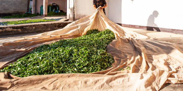 tea farmer laying the leaves on fabric at courtyard for natural drying. - tea crop tea leaves plantation farmer imagens e fotografias de stock