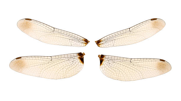 istock close up dragonfly wings isolated on white background 1168513755