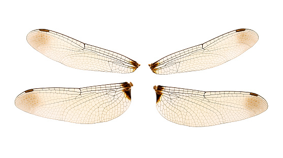 close up dragonfly wings isolated on white background