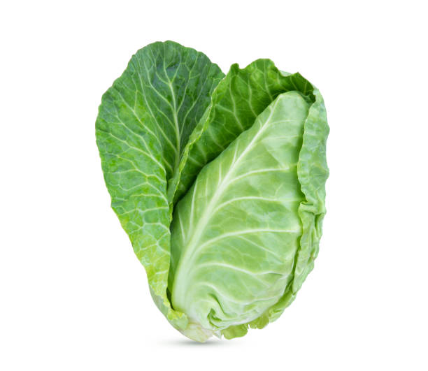 fresh green pointed cabbage isolated on white background - head cabbage imagens e fotografias de stock